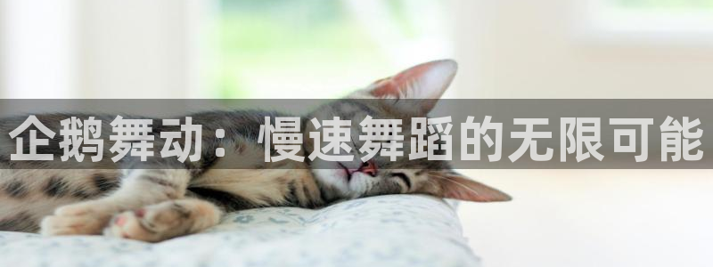 857体育赛事免费直播：企鹅舞动：慢速舞蹈的无限可能